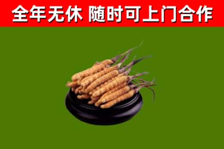巴东回收散虫草