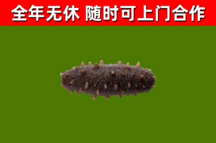 巴东回收海参干